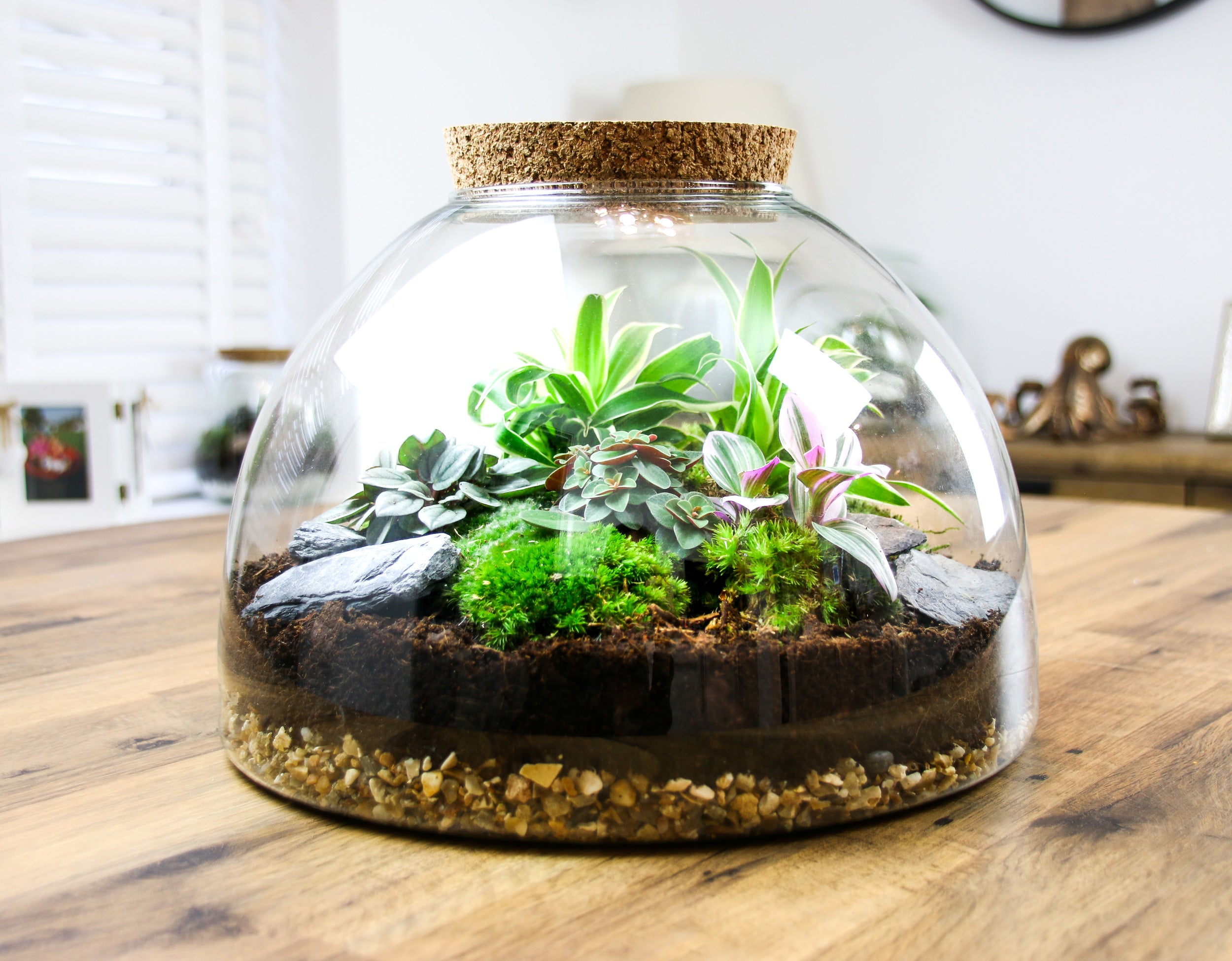 Large Glass Domed Terrarium with Cork Lid, Terrarium Kit with