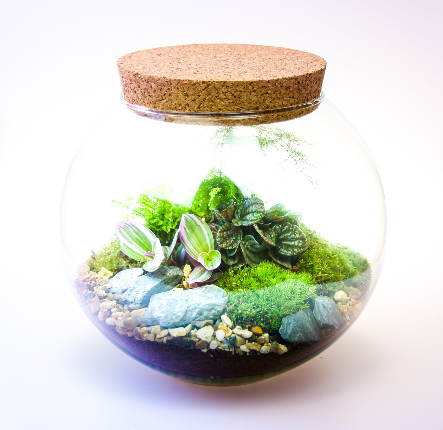 Large Glass Globe Terrarium Kit with Cork Lid with Plants, Bottle ...