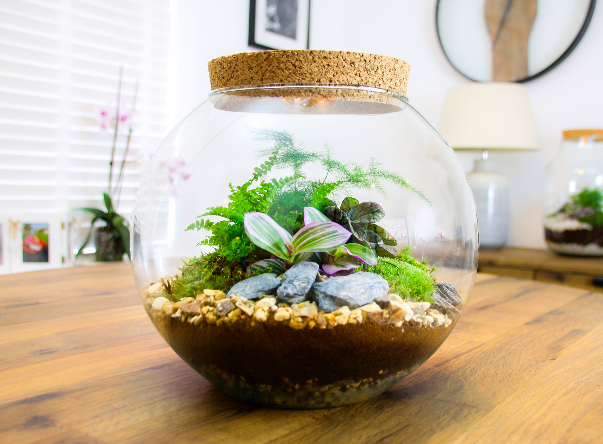 Large Glass Globe Terrarium Kit with Cork Lid with Plants, Bottle ...