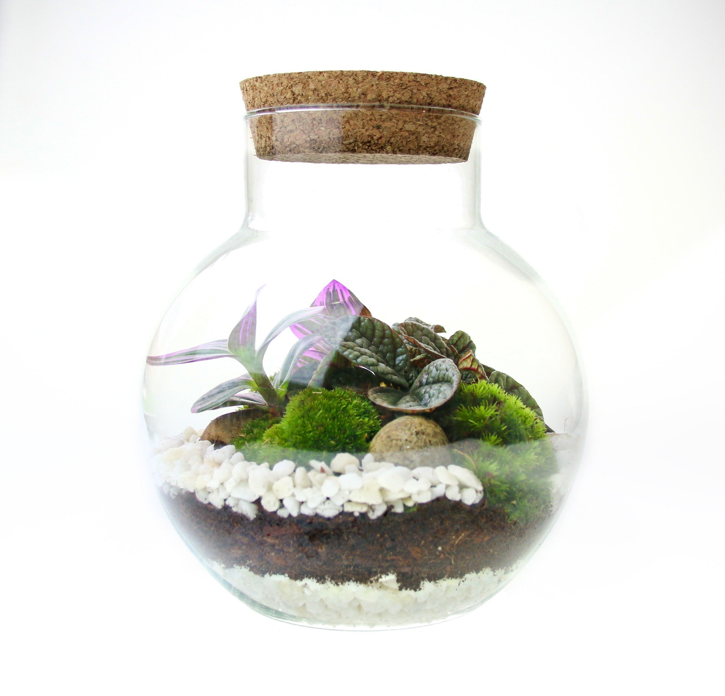 Small globe terrarium kit