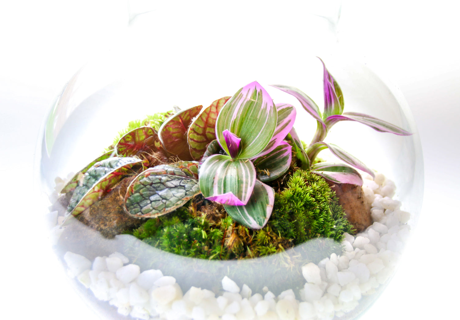 terrarium plants to buy online