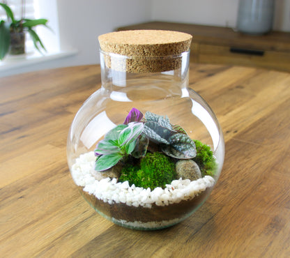 globe terrarium with cork lid