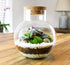 buy a terrarium kit with free delivery