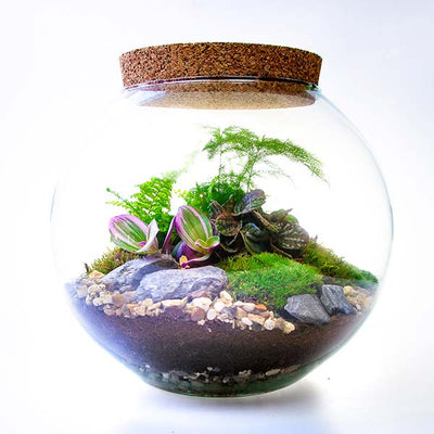 Buy Terrariums Online, House Plant Gifts UK | The Art of Succulents