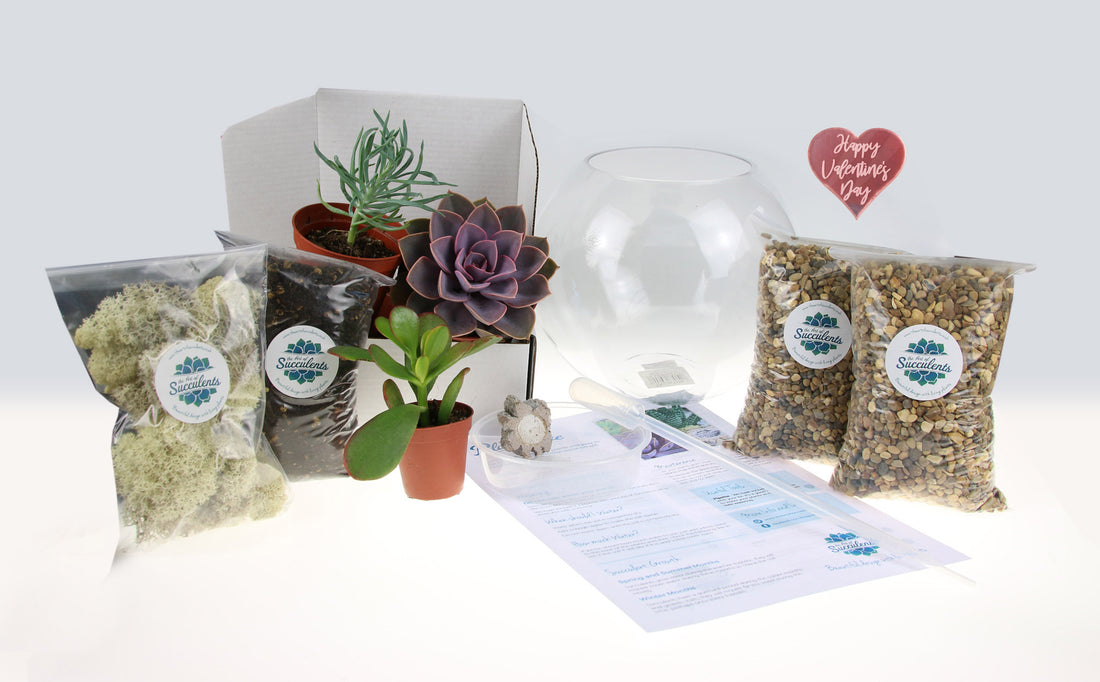 Terrarium valentine&