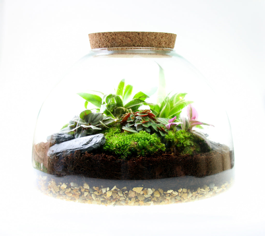 Large Glass Domed Terrarium with Cork Lid, Terrarium Kit with Plants ...