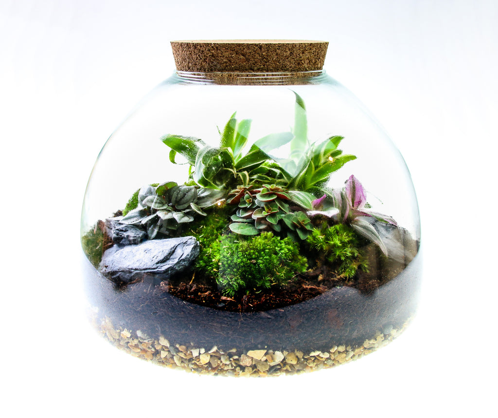 Large Glass Domed Terrarium With Cork Lid, Terrarium Kit With Plants 