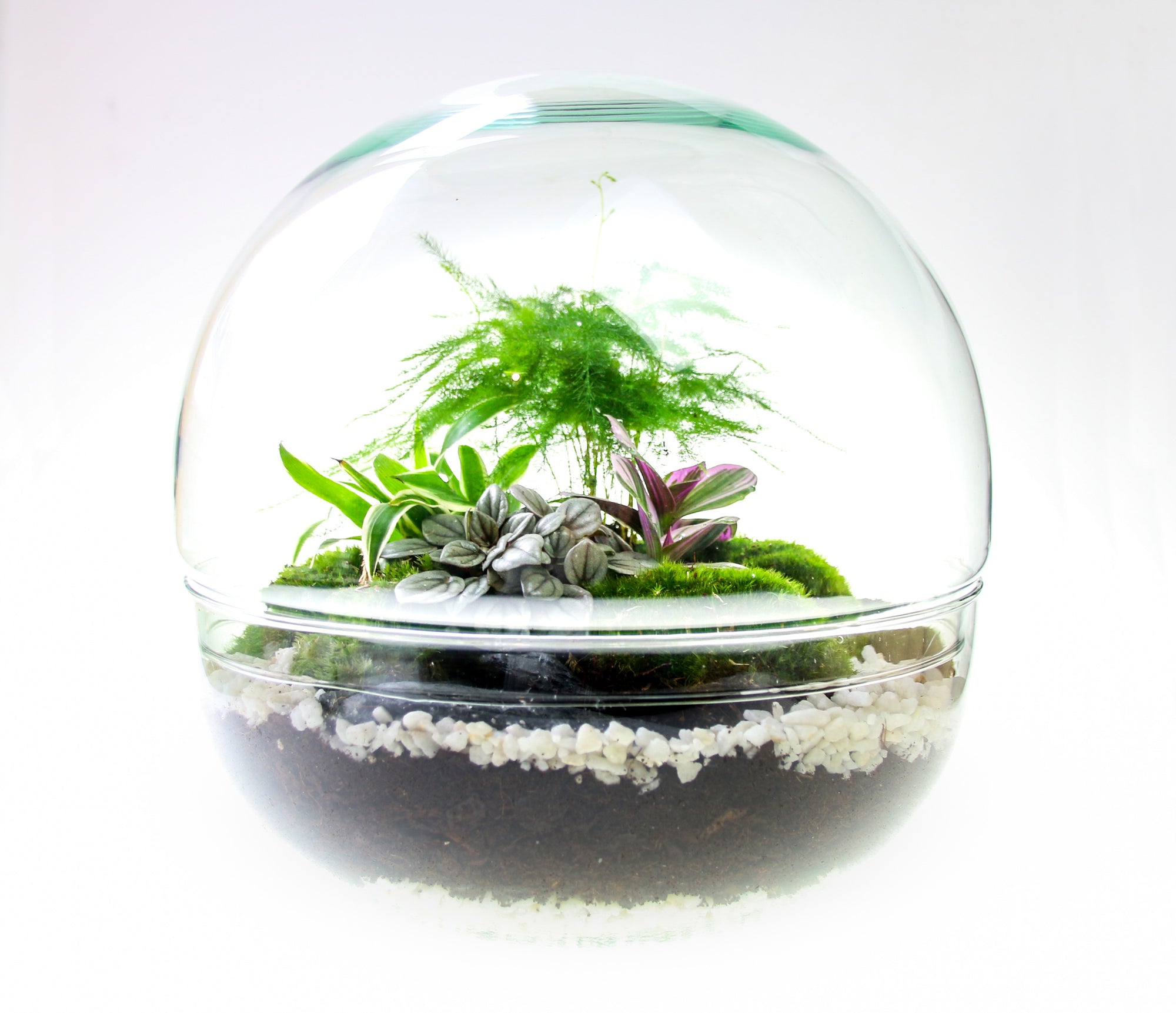 Large Glass Orb Closed Terrarium | Terrarium Kit with Plants, Moss and ...