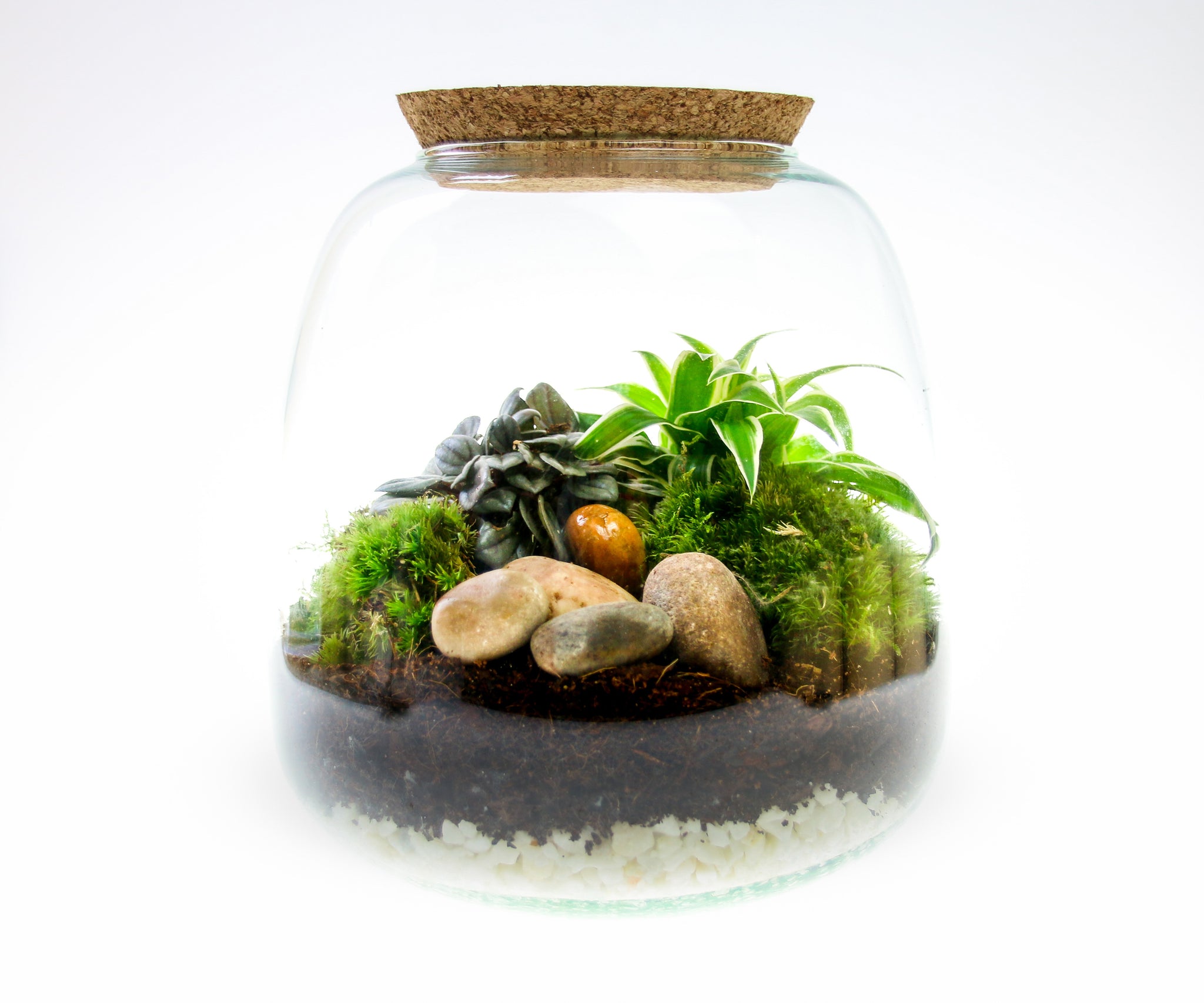 Small 4 Litre Curvy Corked Terrarium Kit With Real Plants, Moss 