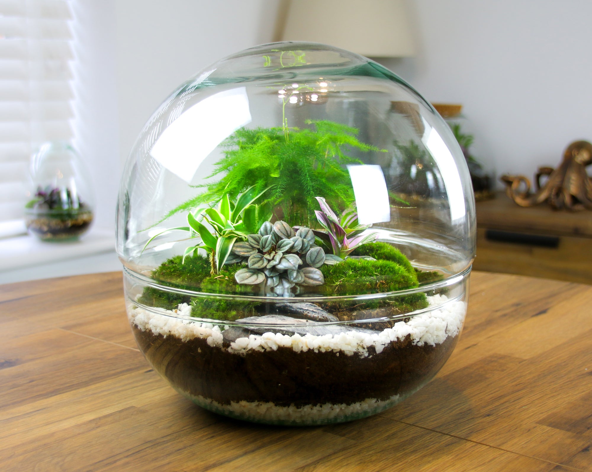 Large Glass Orb Closed Terrarium | Terrarium Kit with Plants, Moss and ...