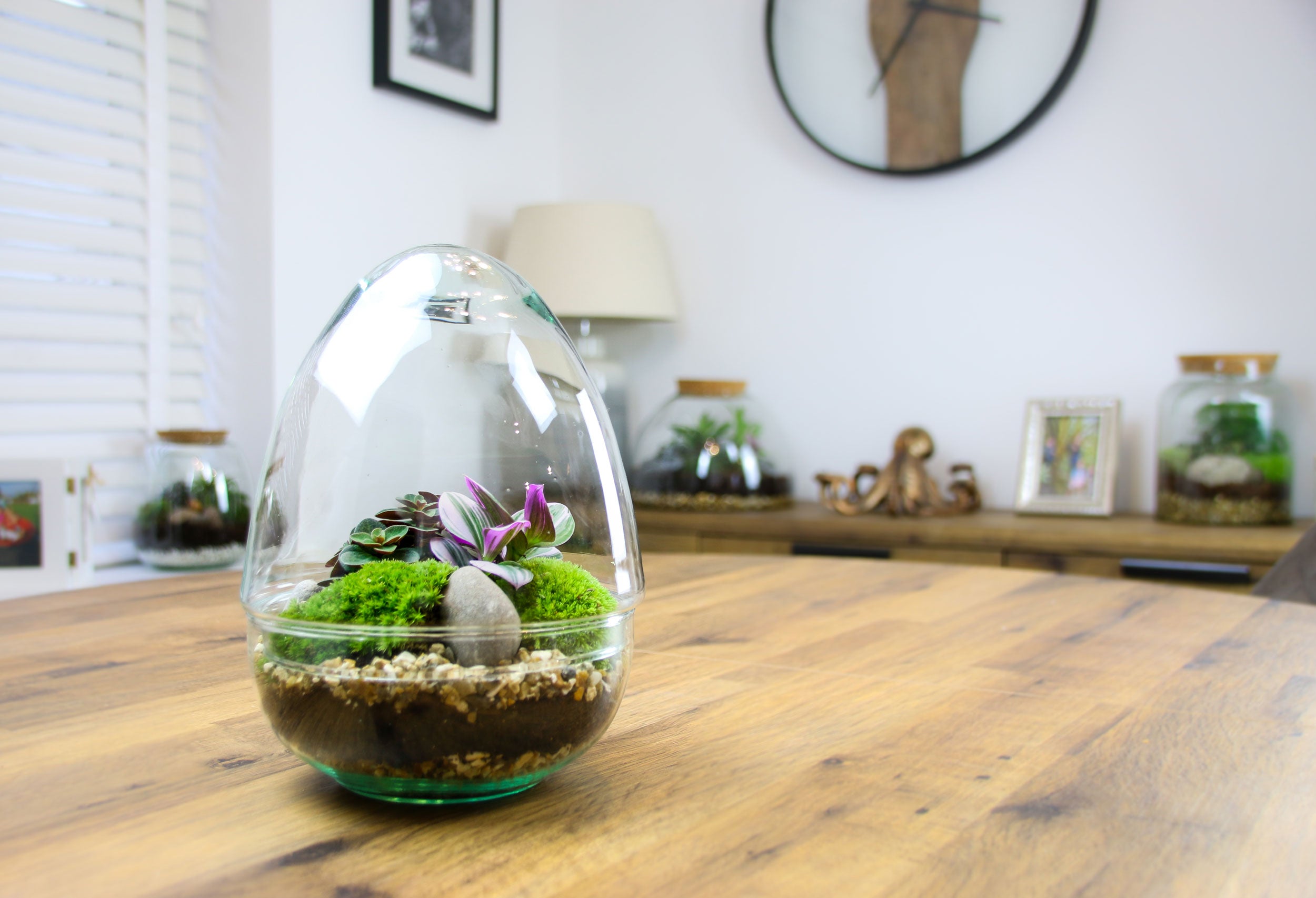 Glass Egg Terrarium with living plants and moss. Complete kit with Free ...