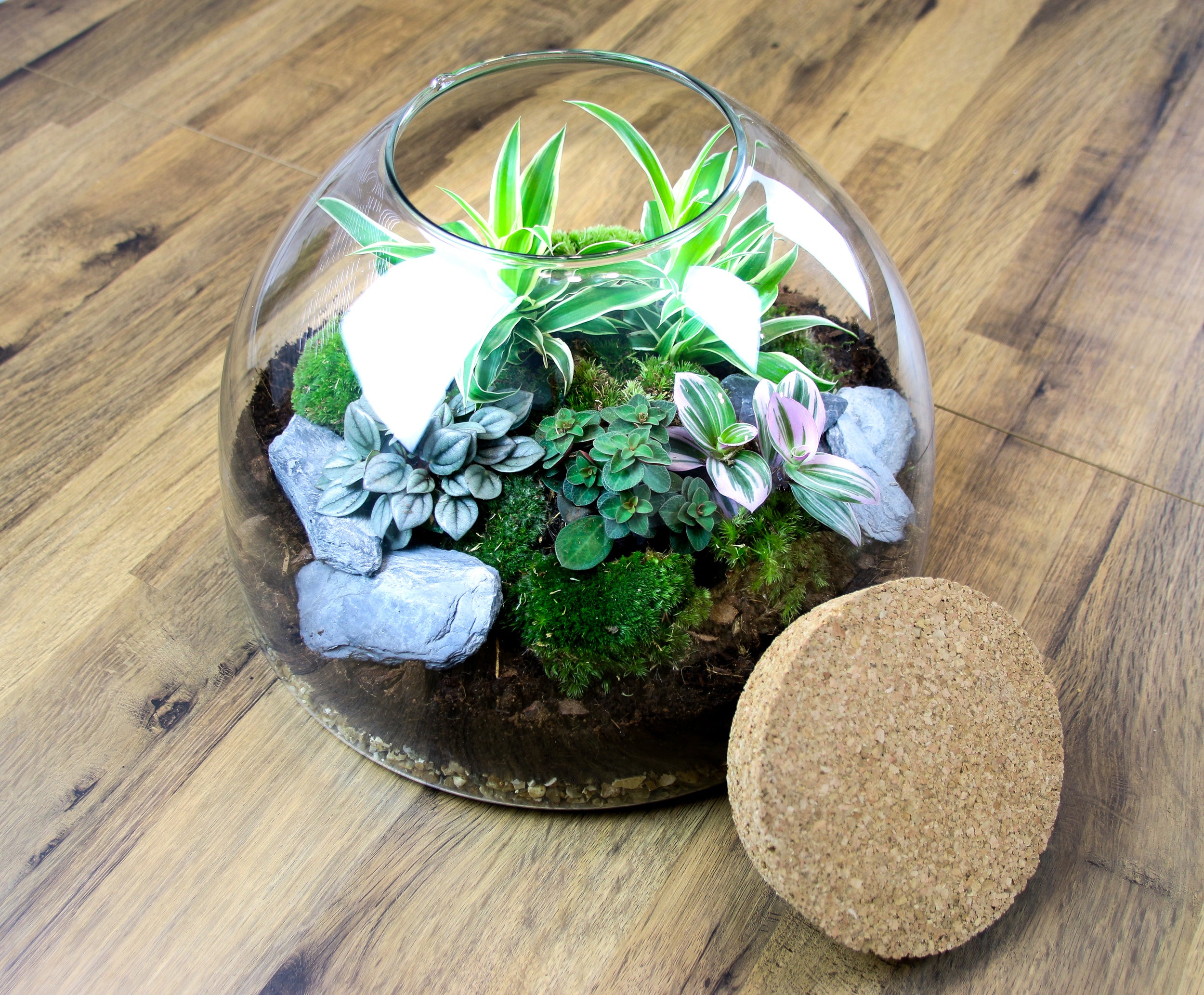 Large Glass Domed Terrarium with Cork Lid, Terrarium Kit with Plants ...