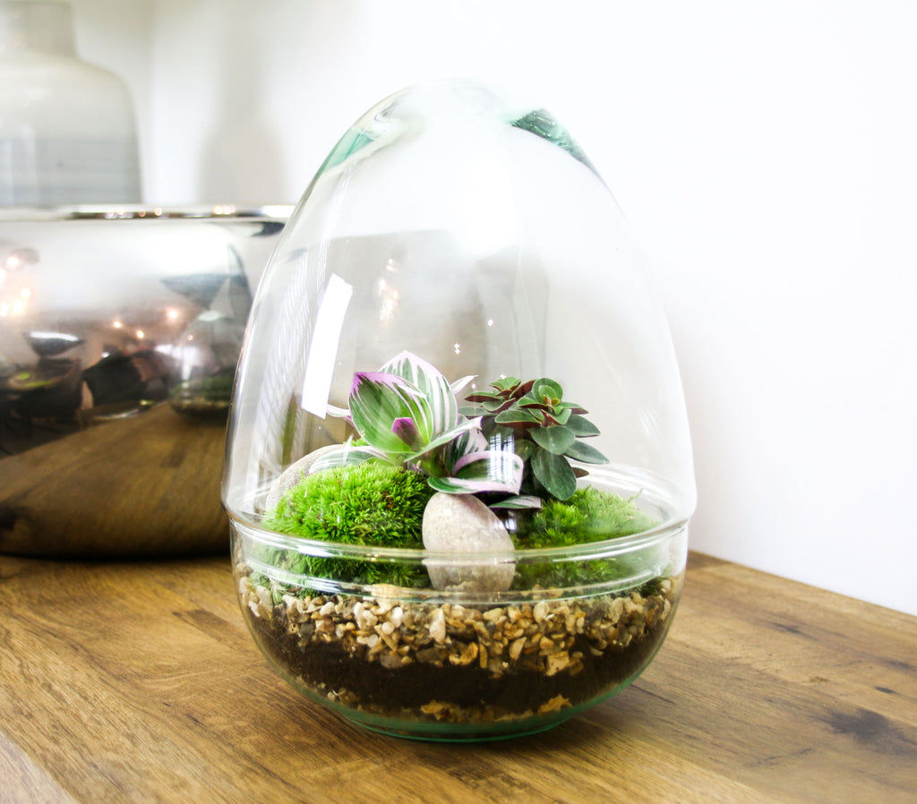 Glass Egg Terrarium With Living Plants And Moss. Complete Kit With Free 