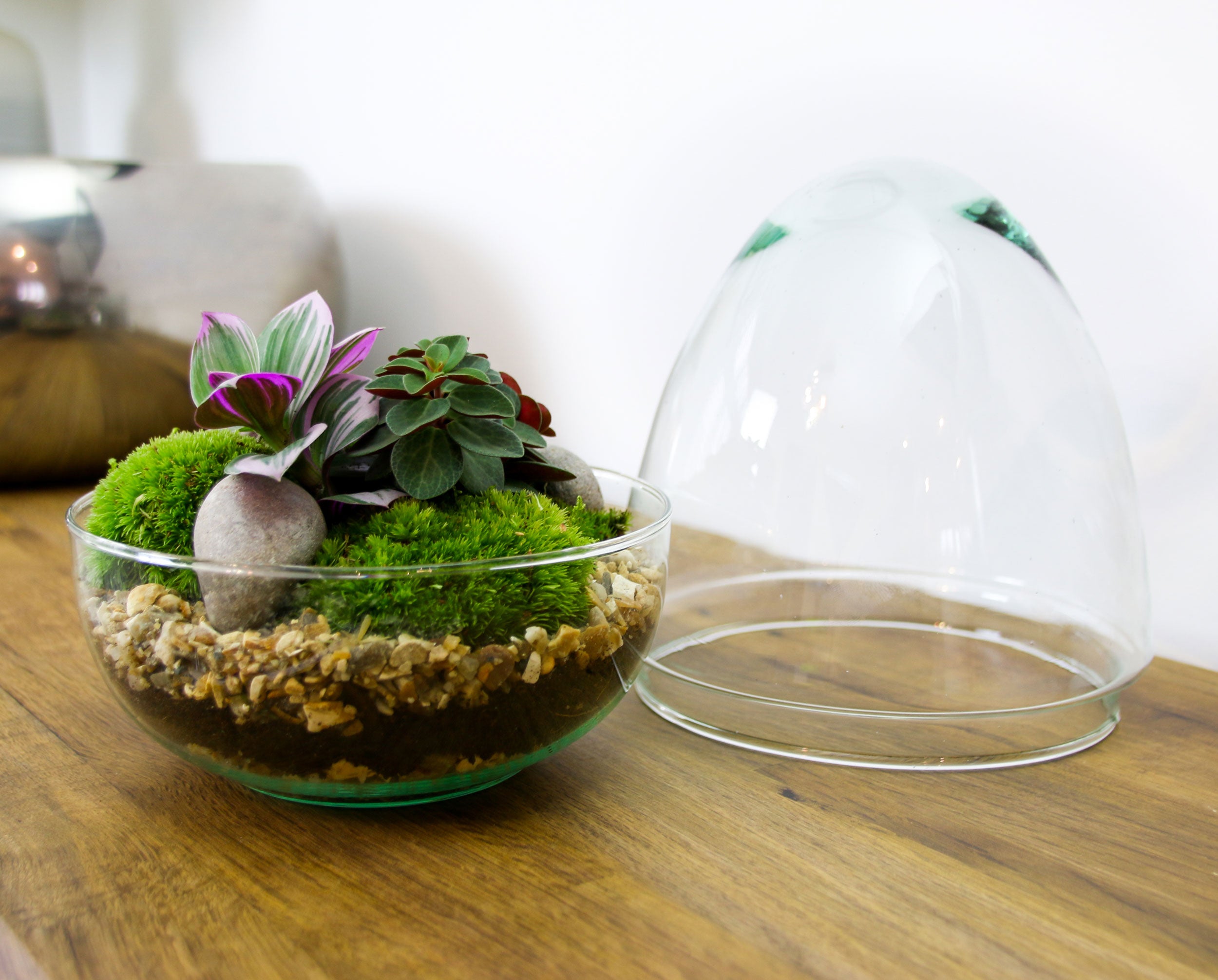 Glass Egg Terrarium with living plants and moss. Complete kit with Free ...