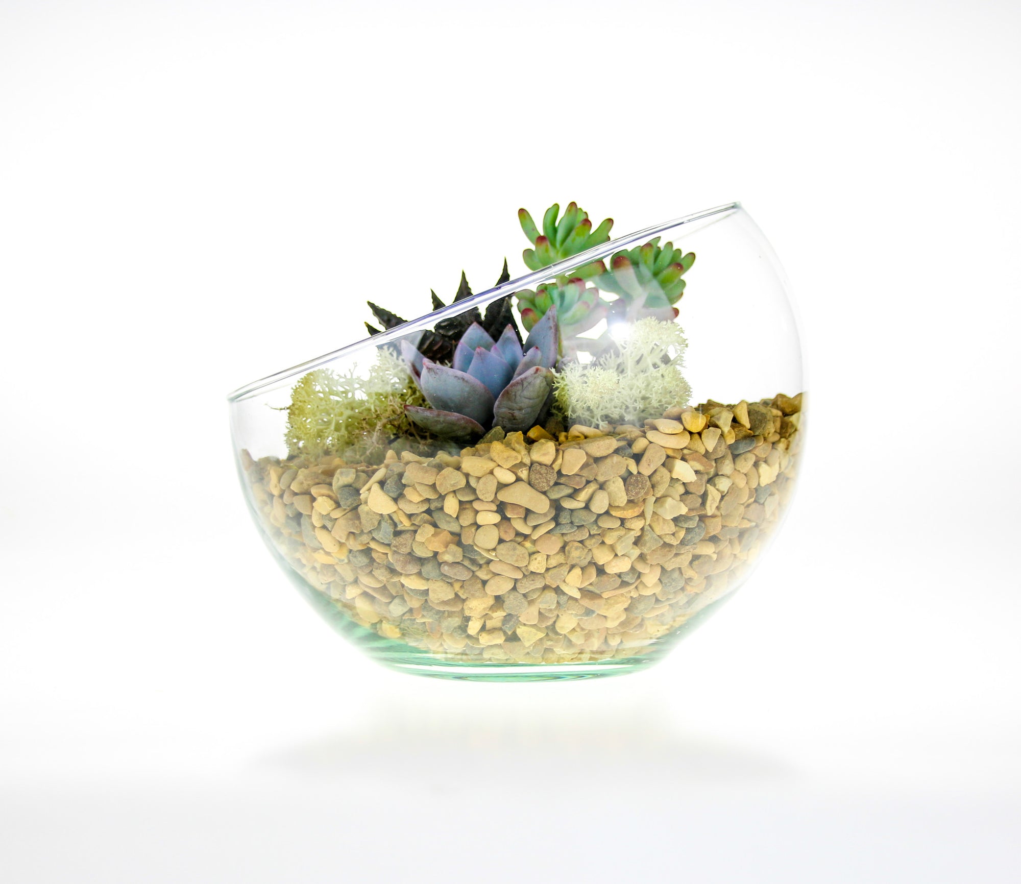 Angled Glass Bowl Terrarium Kit with Miniature Succulent Plants | Gift ...