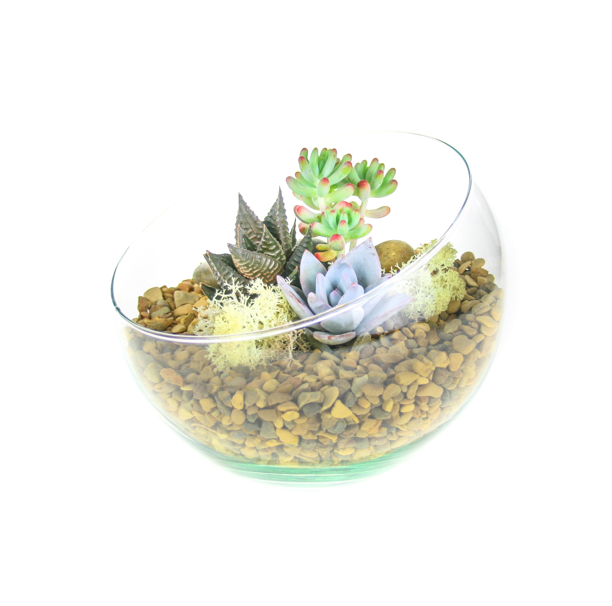 Angled Glass Bowl Terrarium Kit With Miniature Succulent Plants Gift   IMG 4923 