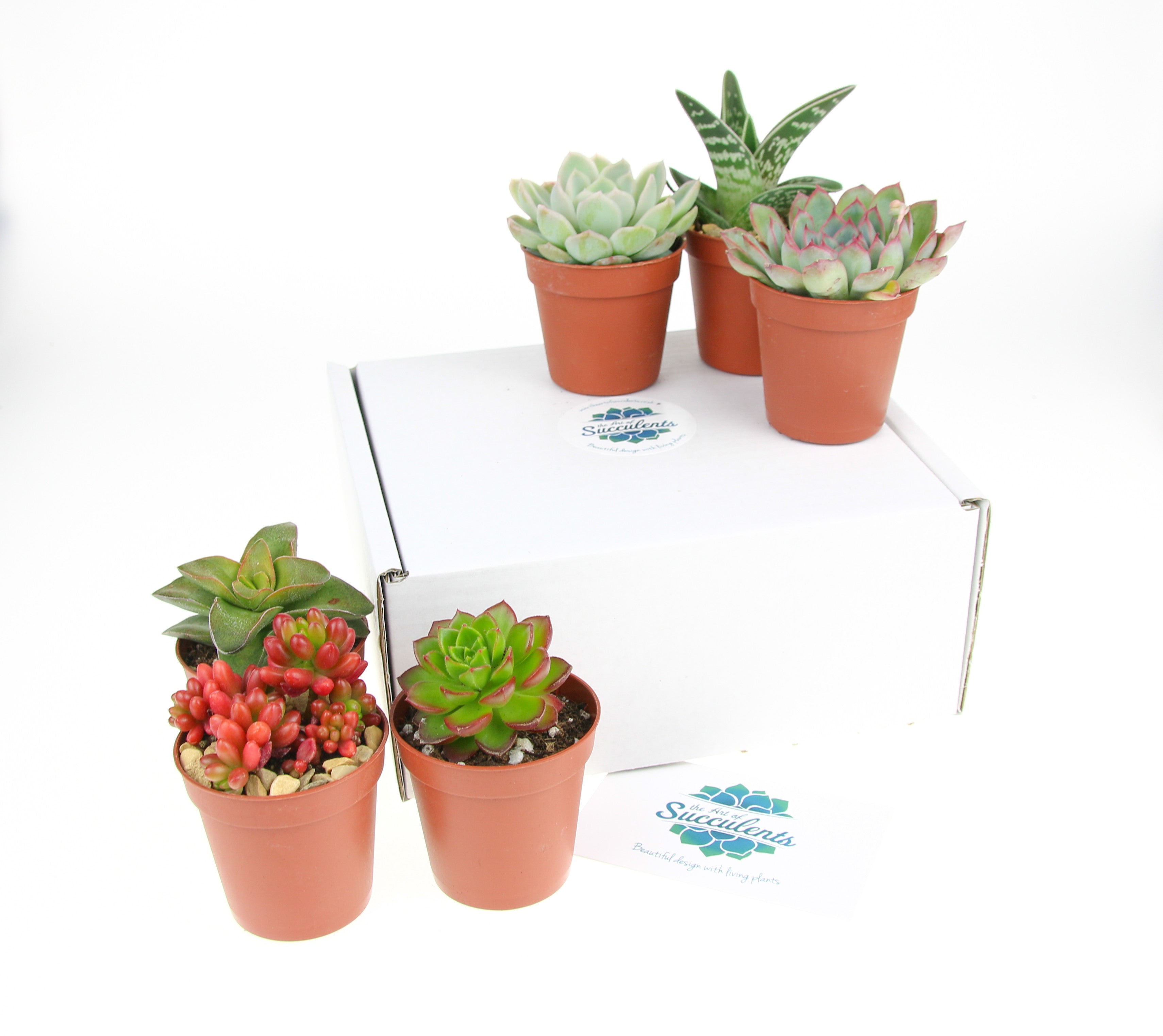 Mini succulent online pots