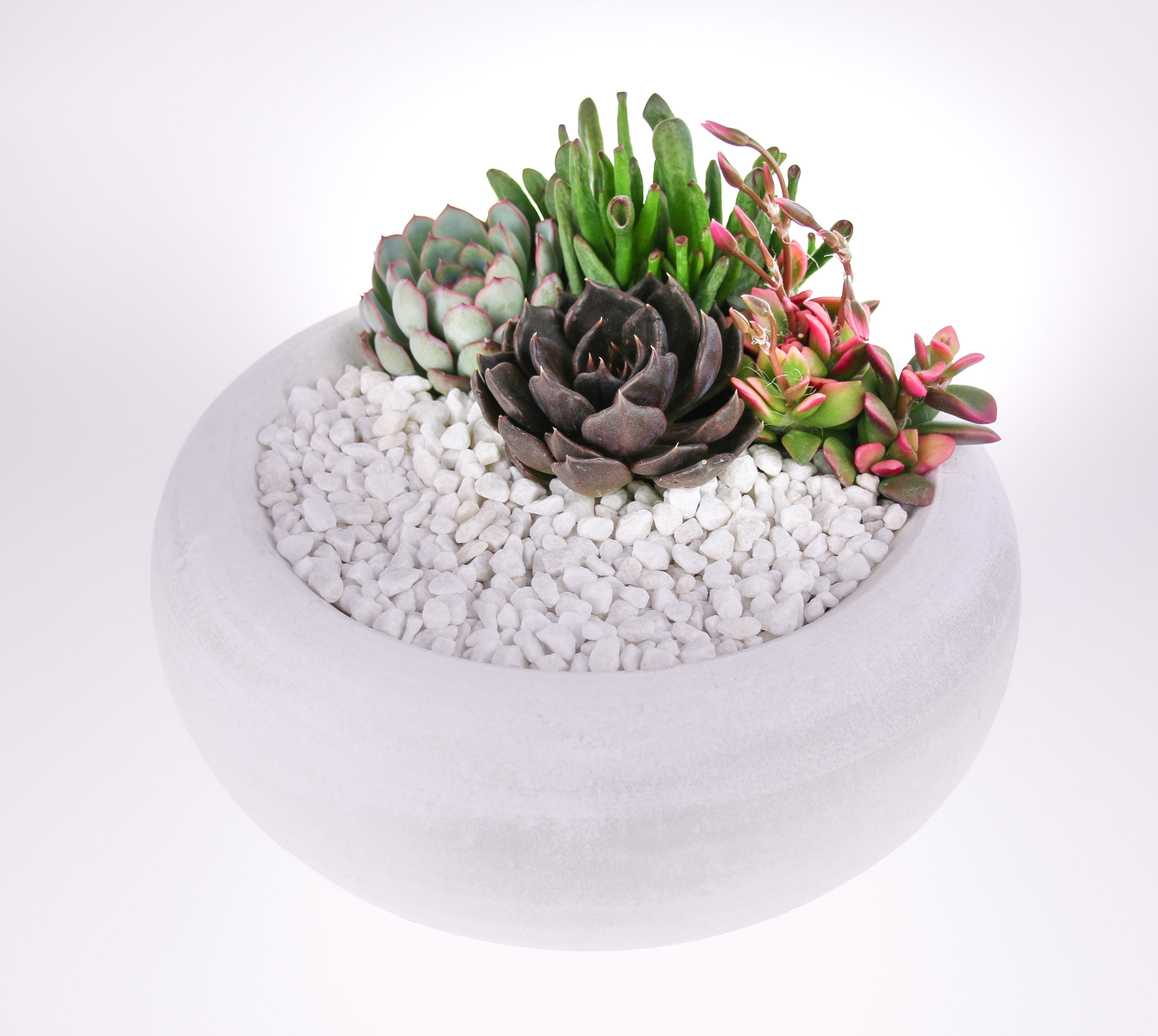 Succulent planter store bowl