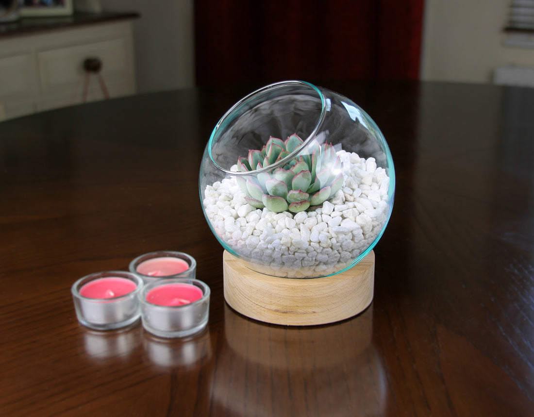 Terrarium kit on wooden base