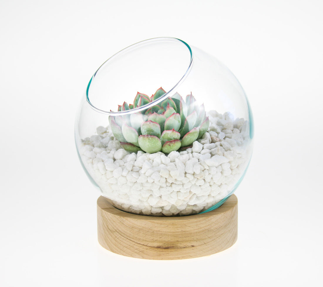 Indoor DIY Terrarium Kit with wooden base