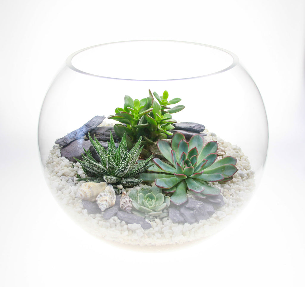 Extra Large Glass Globe Succulent Terrarium Kit with Real Succulent ...