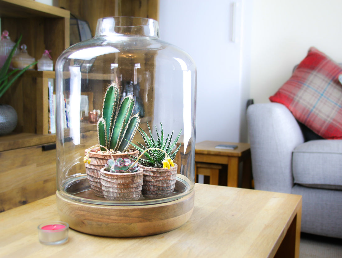 Elegant tall glass jar terrarium