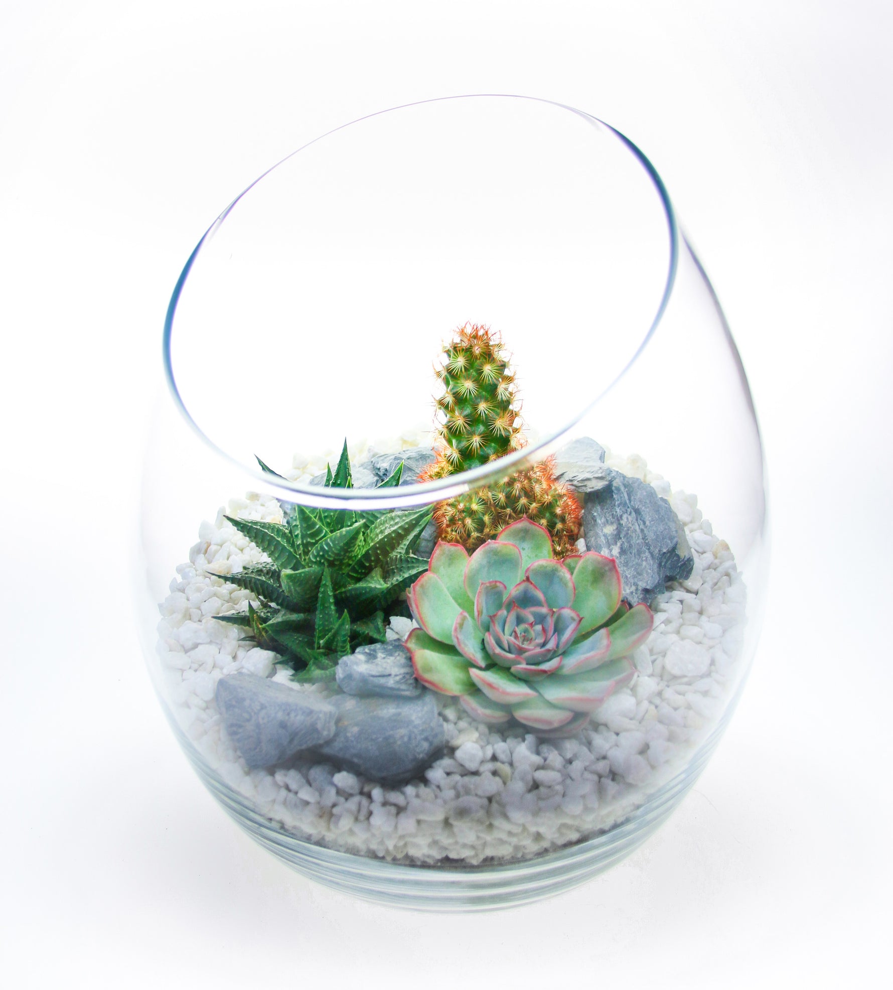 Large Angled Glass Terrarium with Living Succulents & Cacti – The Art ...