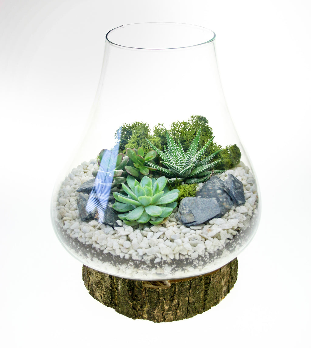 Curved Glass Terrarium on Real Wood Base - 2 Sizes Available – The Art ...