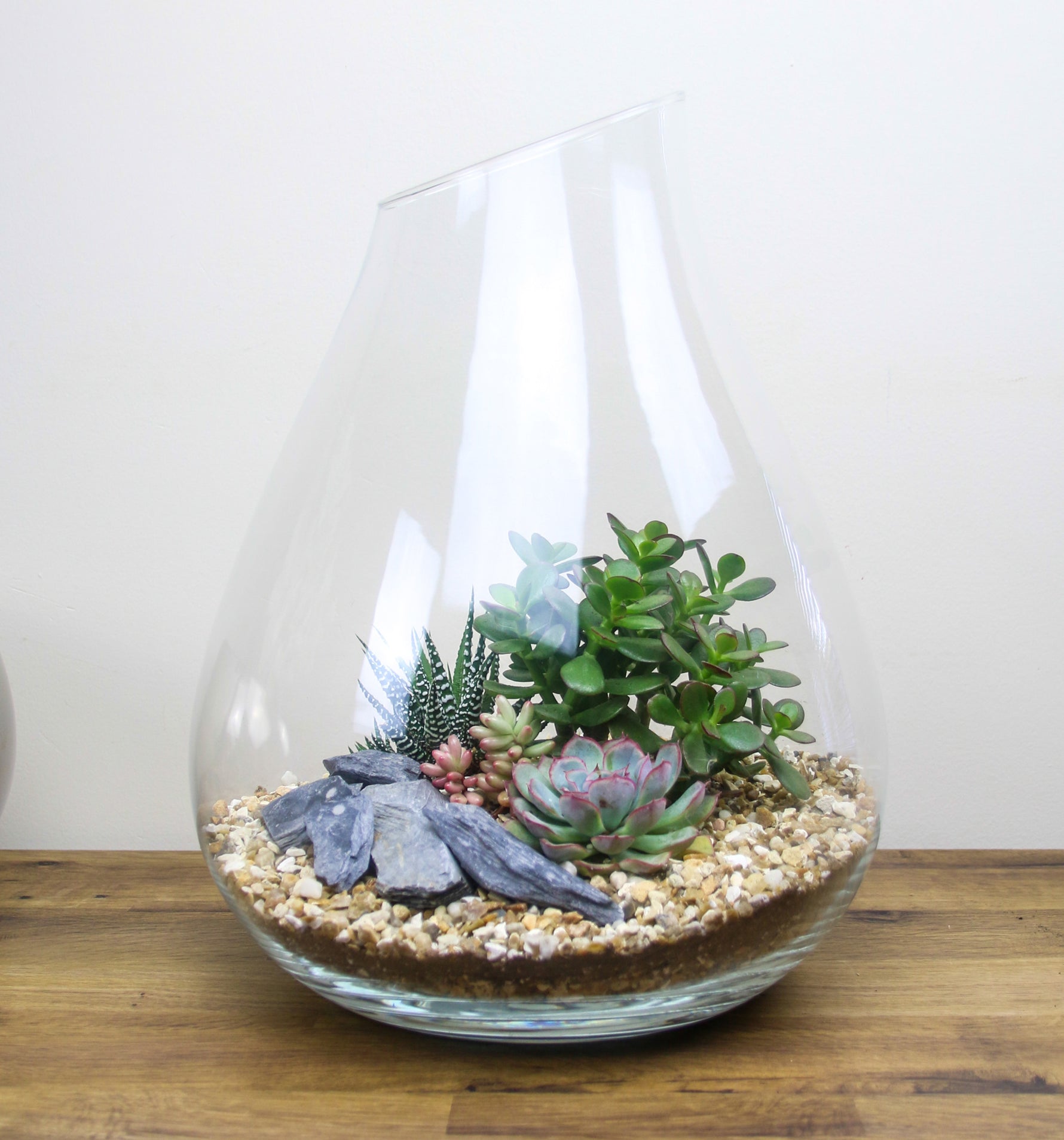 Large Glass Bell Terrarium Kit with Living Succulent Plants – The Art ...