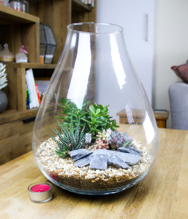 Large Glass Bell Terrarium Kit with Living Succulent Plants – The Art ...