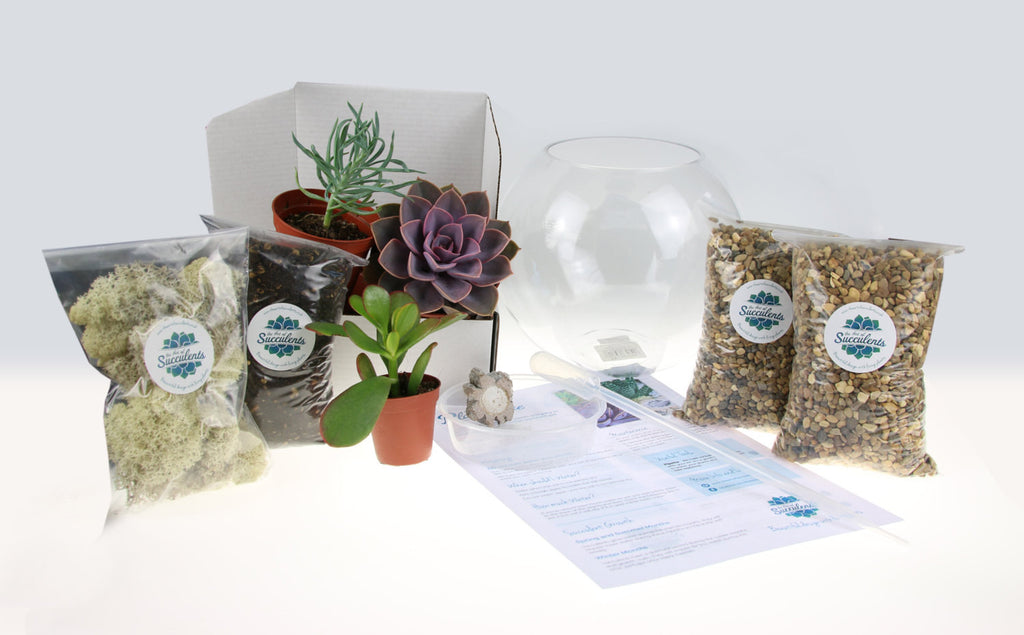 Gorgeous Glass Globe Succulent Terrarium to buy in the UK – The Art of ...